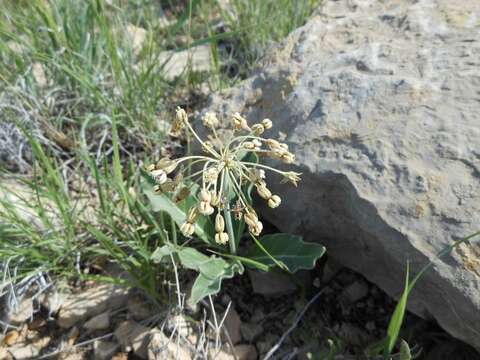 Image of Bear Mountain milkweed