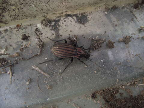 Image of Carabus (Ctenocarabus) melancholicus Fabricius 1798