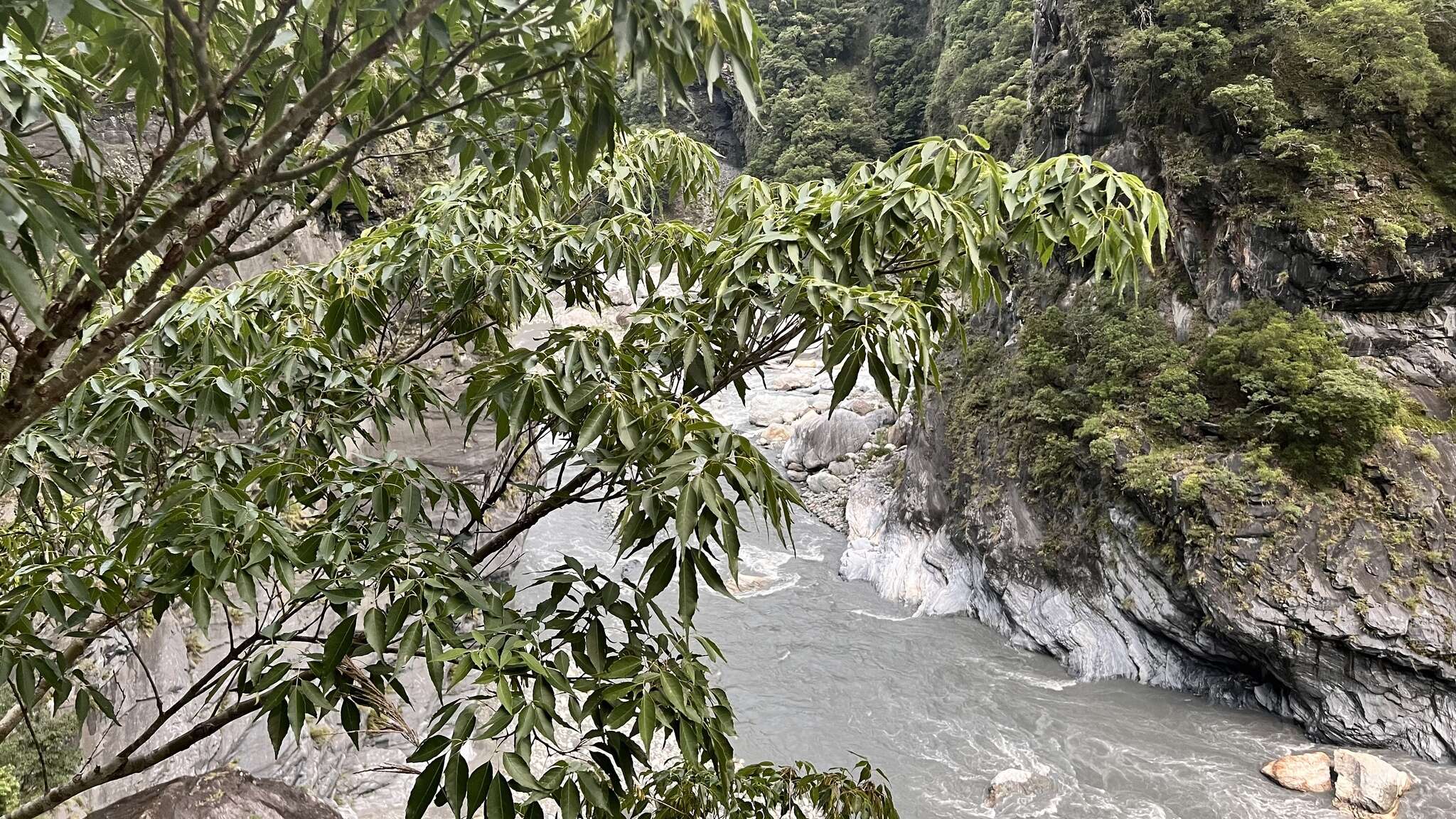 Image of Chinese flowering ash