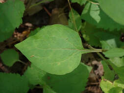 Image of autumn goldenrod