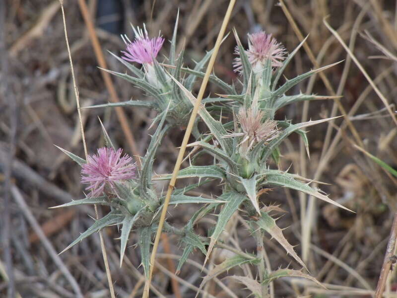 Image of Red Toothed Star-thistle