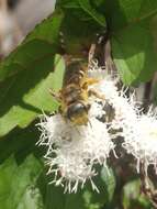 Image of Halictus frontalis Smith 1853