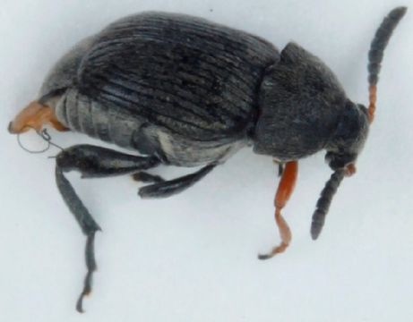 Image of <i>Bruchus loti</i> Paykull 1800