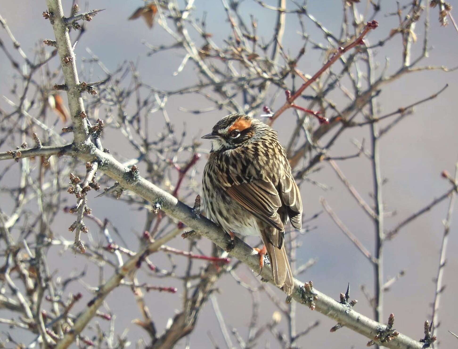 Image of Rufous-breasted Accentor