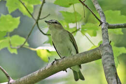 Image of Red-eyed Vireo