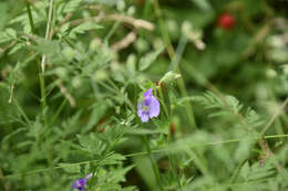 Image of Mazus stachydifolius (Turcz.) Maxim.