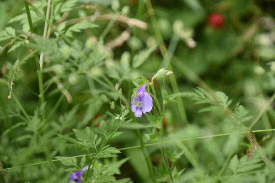 صورة Mazus stachydifolius (Turcz.) Maxim.