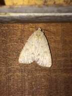 Image of Birch Dagger Moth