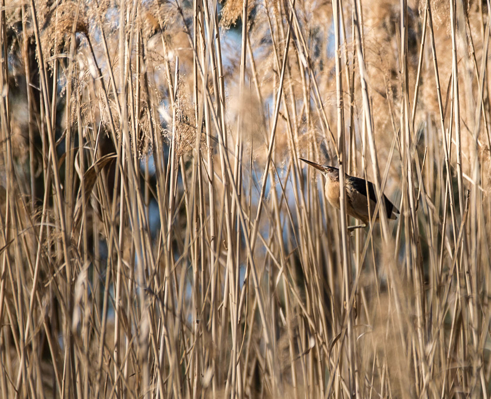 Image of Common Little Bittern