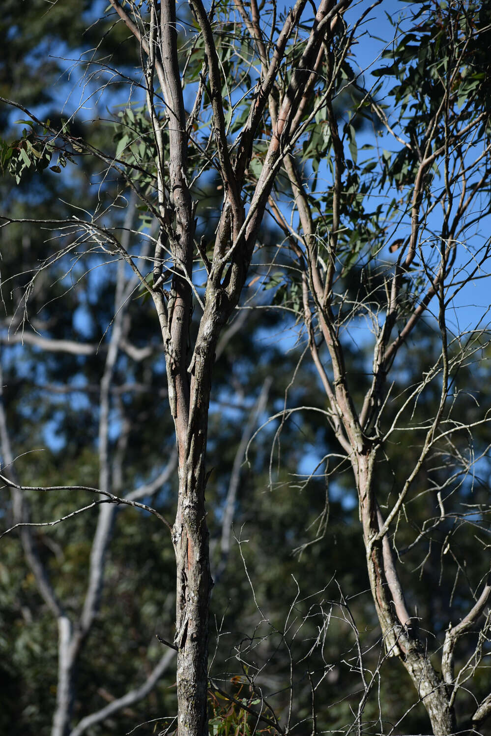 Image of Eucalyptus lockyeri D. Blaxell & K. D. Hill