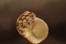 Plancia ëd Turbo setosus Gmelin 1791