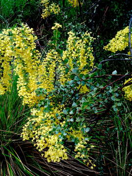 Image of wedge-leaf wattle