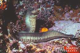 Image of Grey moray