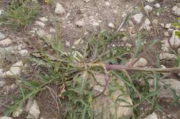 Imagem de Brassica elongata subsp. pinnatifida (Schmalh.) Greuter & Burdet