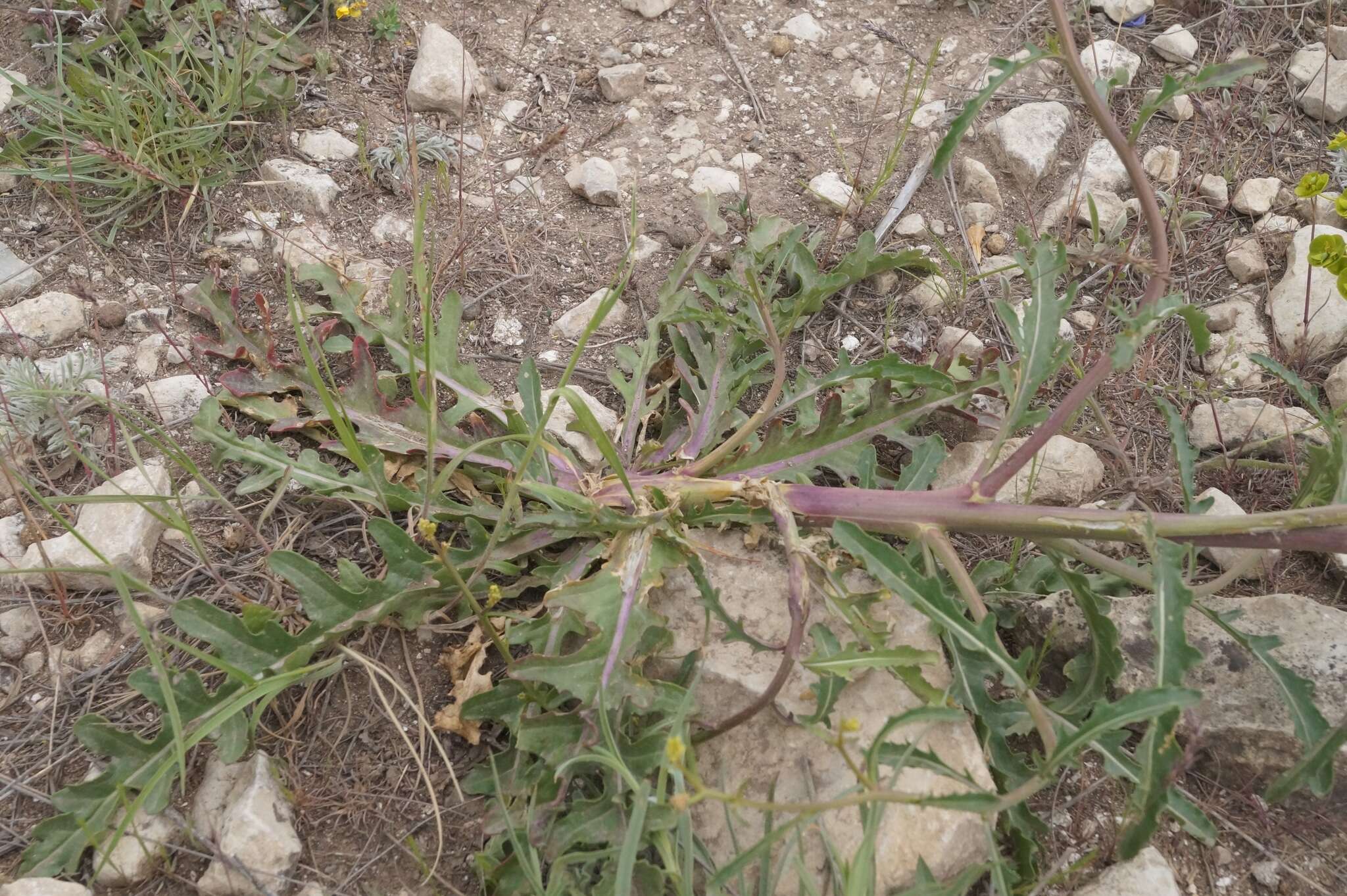 Слика од Brassica elongata subsp. pinnatifida (Schmalh.) Greuter & Burdet