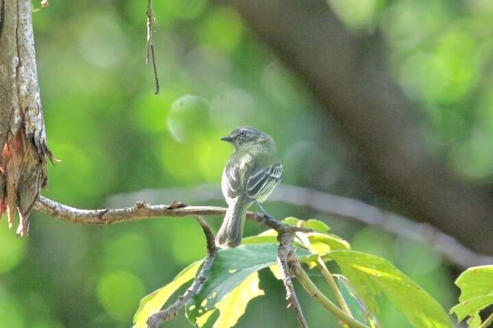 Image of Slender-footed Tyrannulet