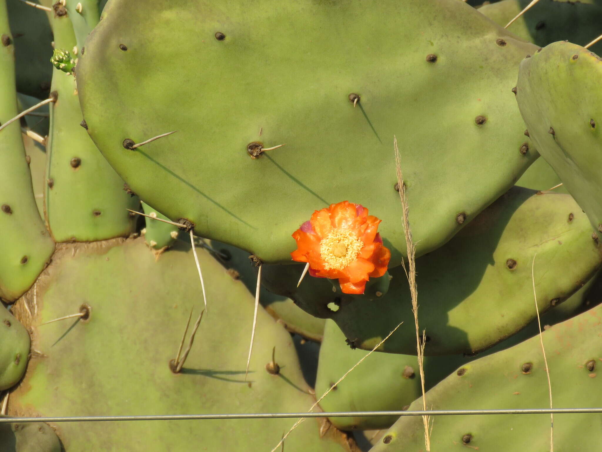 Image of Opuntia quimilo K. Schum.