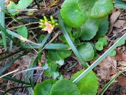 Image of Madagascar widow's-thrill