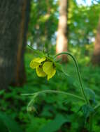 Image of Geum intermedium Ehrh.