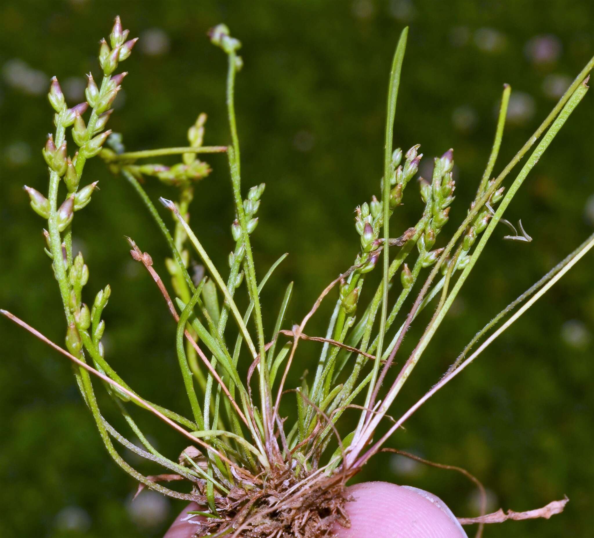 صورة Plantago pusilla Nuttall