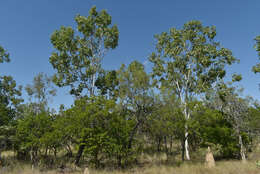 Image of Petalostigma banksii Britten & S. Moore