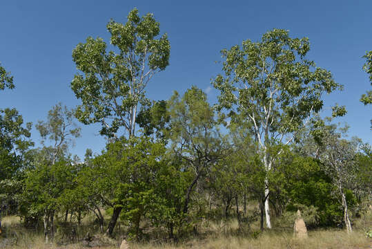 Image of Quinine Bush