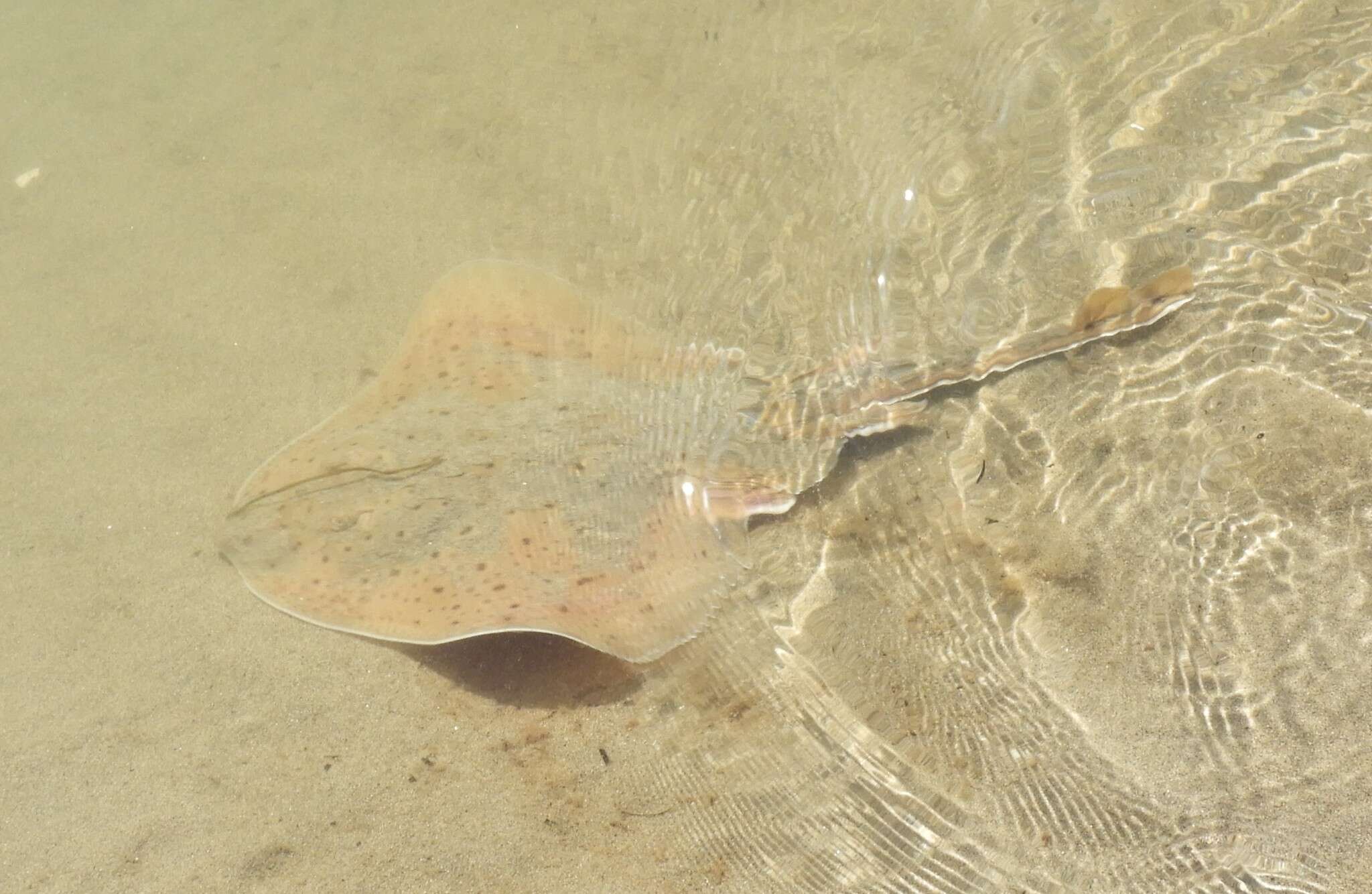 Image of Winter Skate