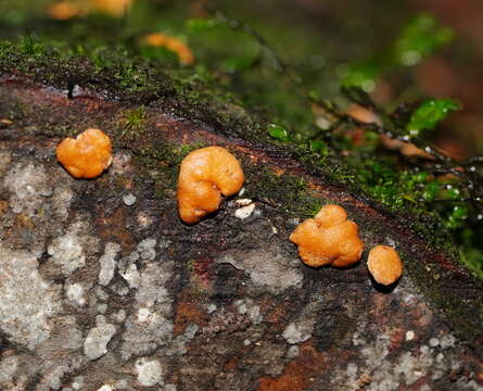 Image of Trichoderma nothescens Samuels & Jaklitsch 2013