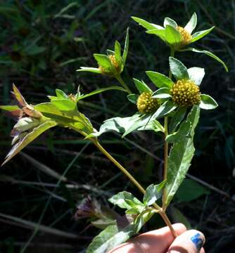 صورة Bidens tripartita subsp. comosa (A. Gray) A. Haines