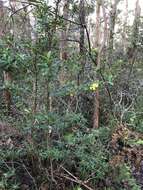 Image of Hibbertia cuneiformis (Labill.) Smith