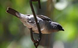 Image of Plain-colored Tanager