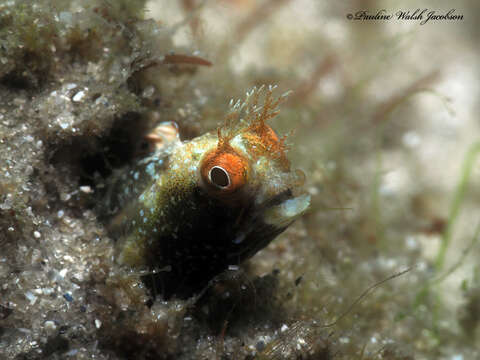 Image of Roughhead Blenny