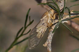 Imagem de Okanagodes gracilis Davis & W. T. 1919