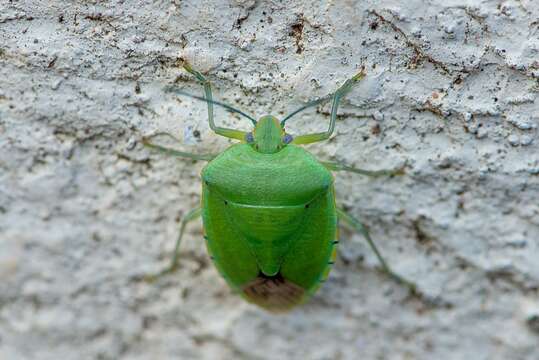 Image of <i>Chinavia impicticornis</i>