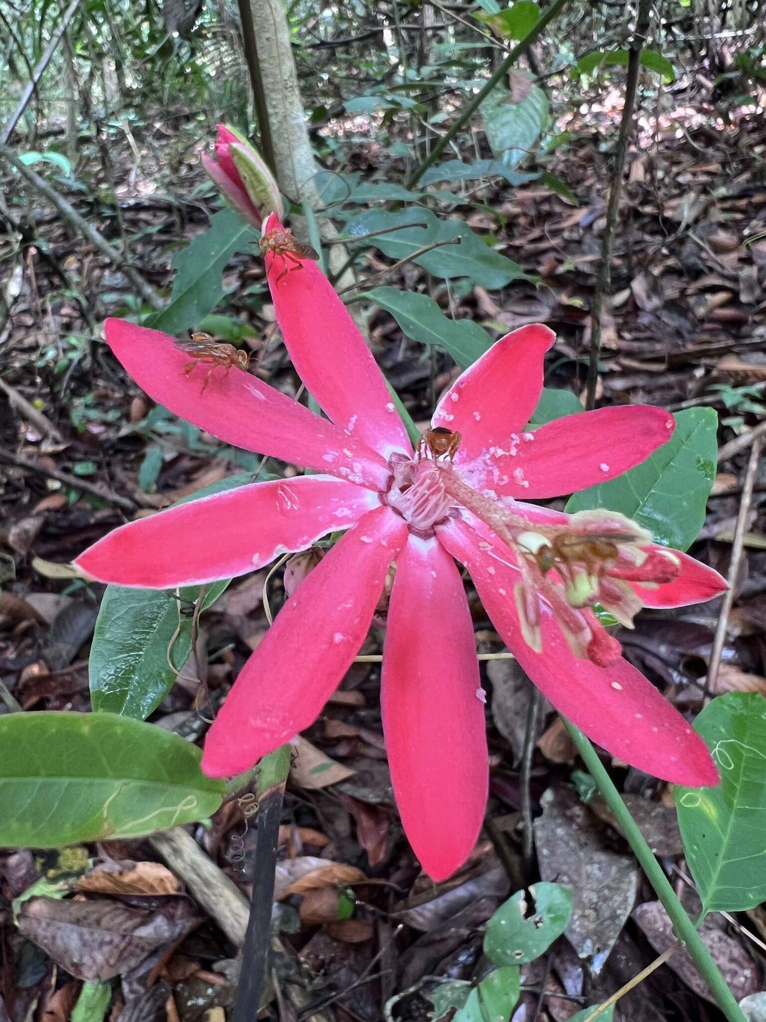 Image of Passiflora glandulosa Cav.