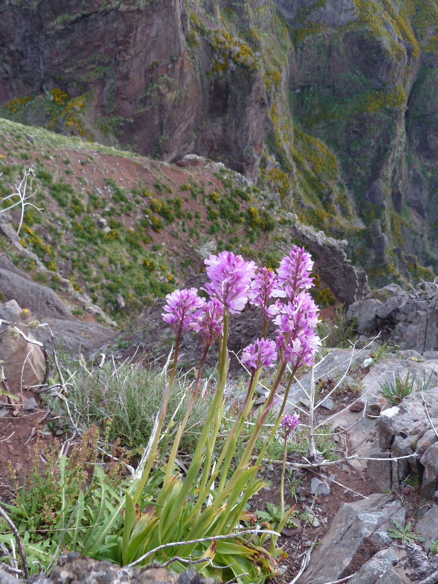 Image of Madeiran Orchid