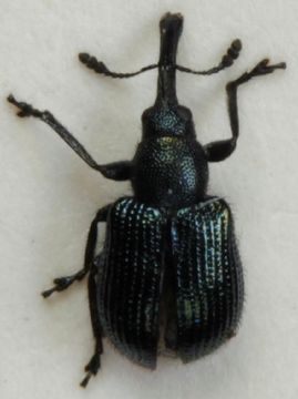 Image of <i>Neocoenorrhinus germanicus</i> (Herbst & J. F. W. 1797)