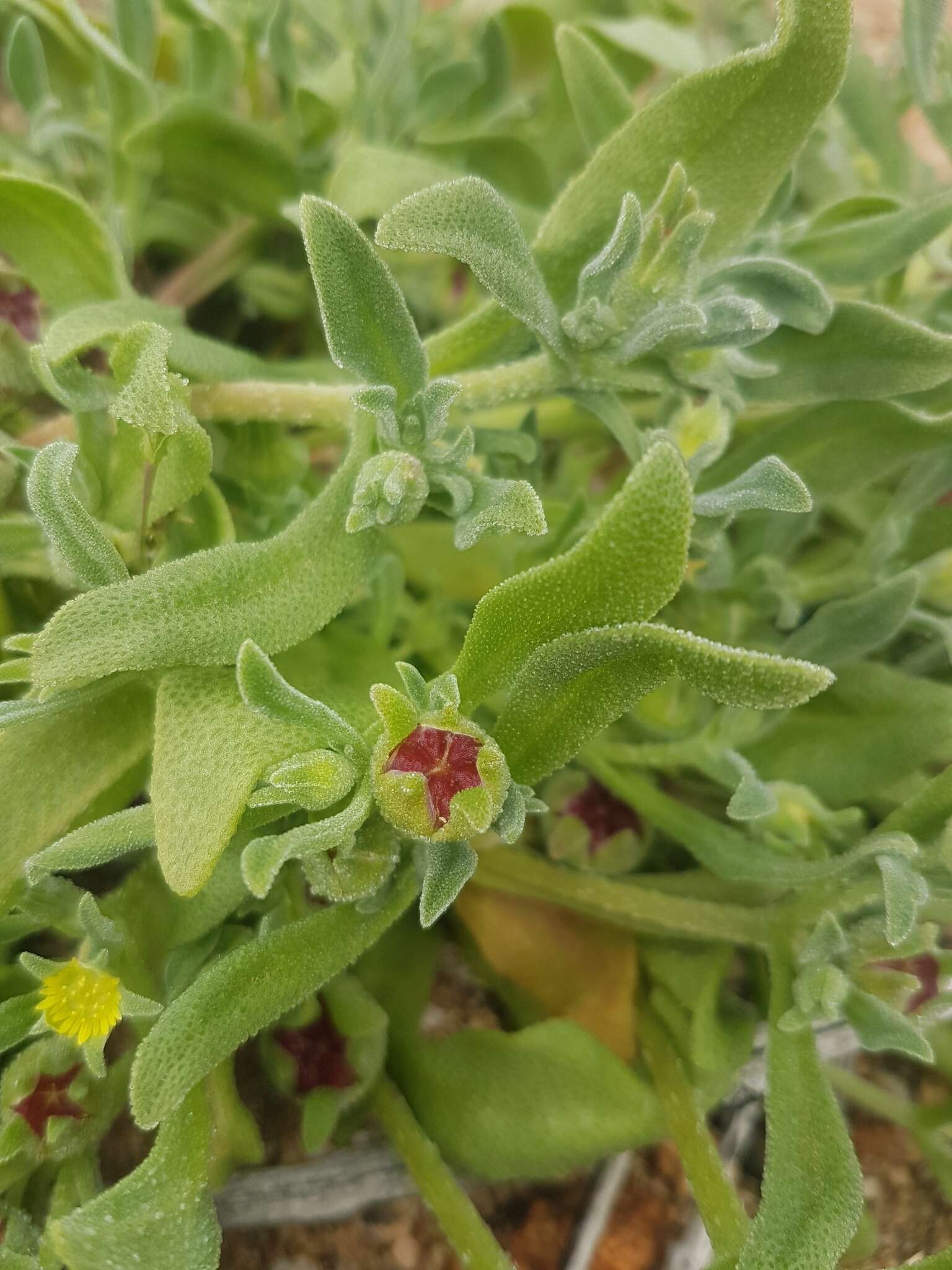 Image of Cleretum papulosum (L. fil.) N. E. Br.