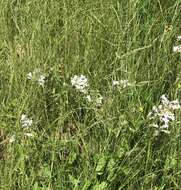 Image of longsepal beardtongue