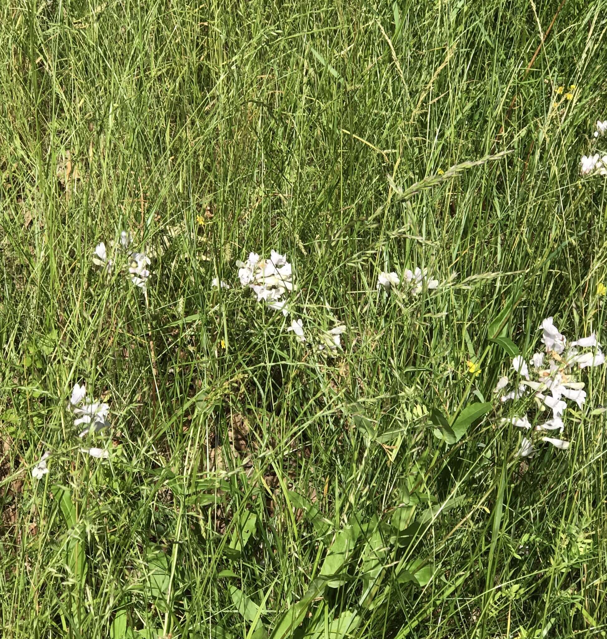 Image of longsepal beardtongue