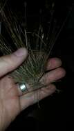 Image of capillary hairsedge