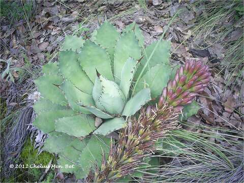 Agave nuusaviorum García-Mend. resmi