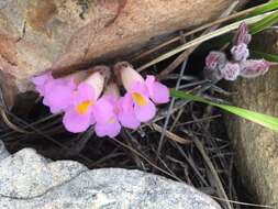 Image of Purple Inkflower