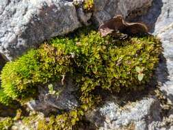 Image of crumia moss