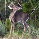 Image of Odocoileus virginianus osceola (Bangs 1896)