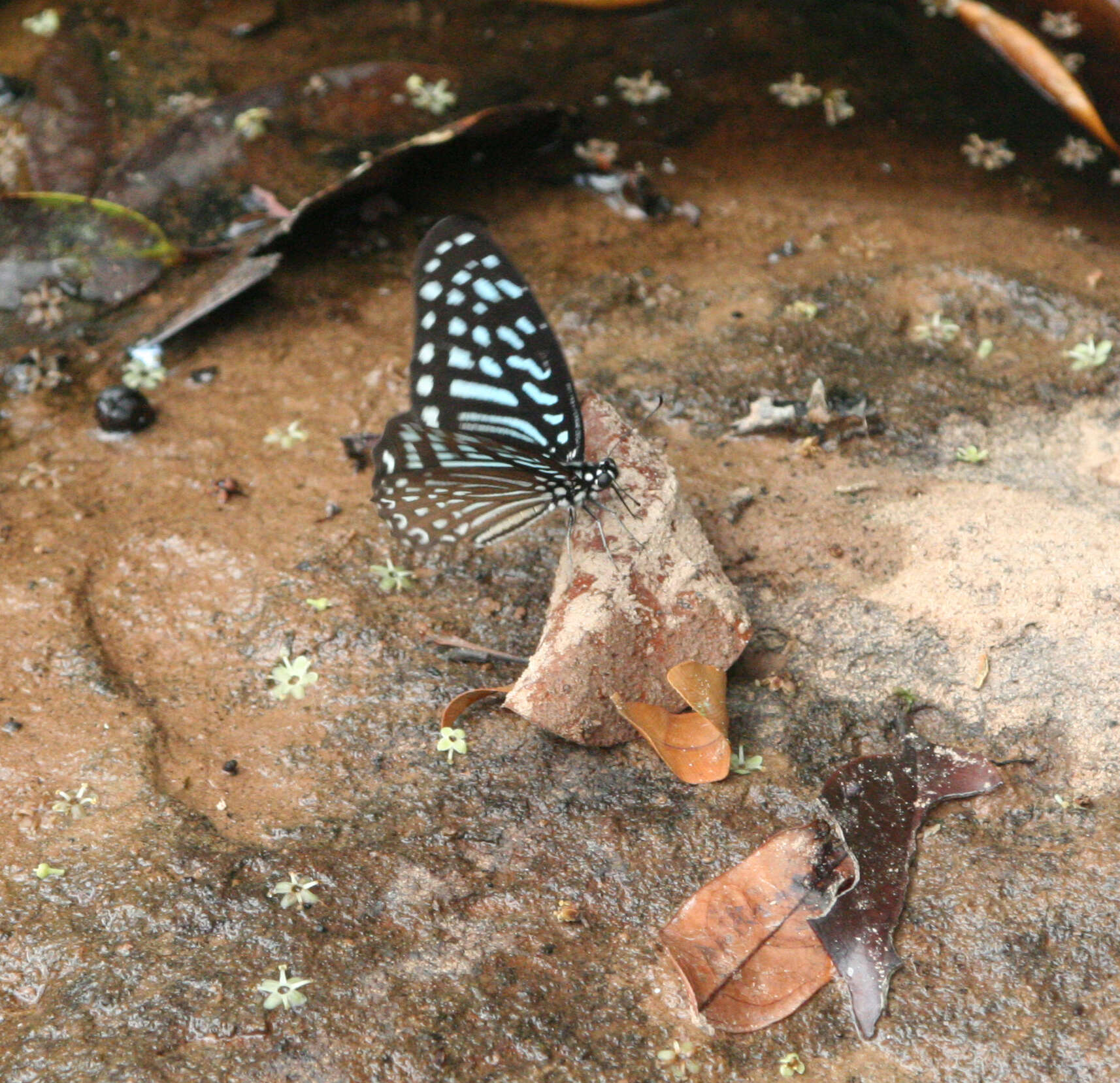 Image of Spotted Zebra Butterfly
