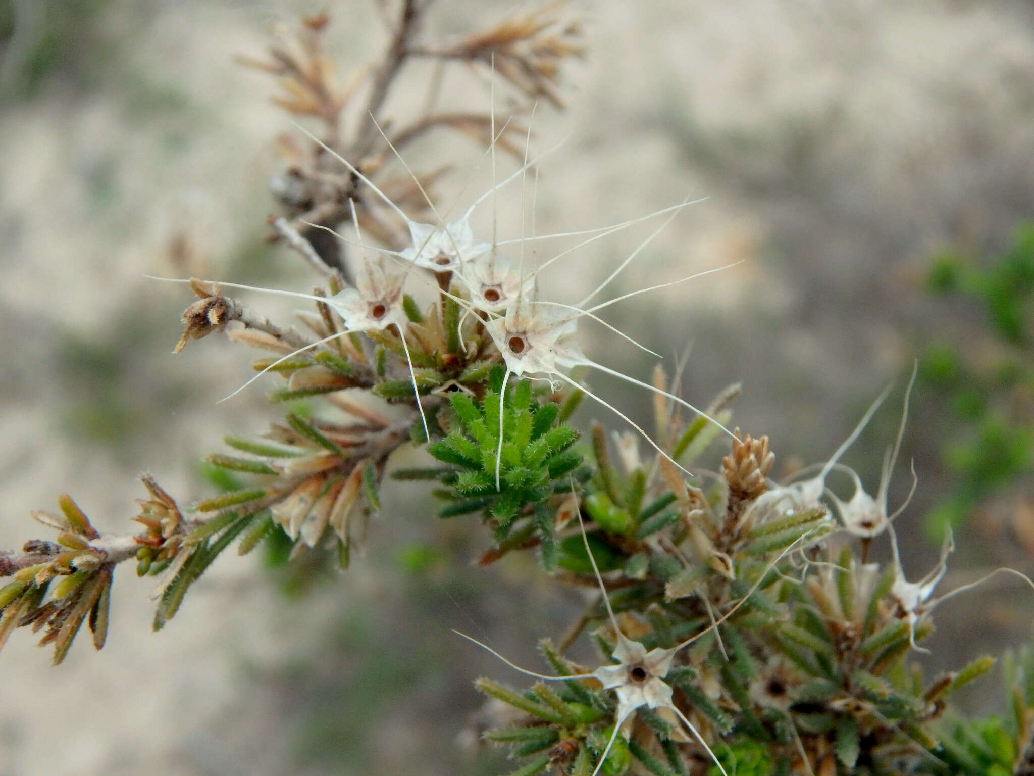 Image of Calytrix tetragona Labill.