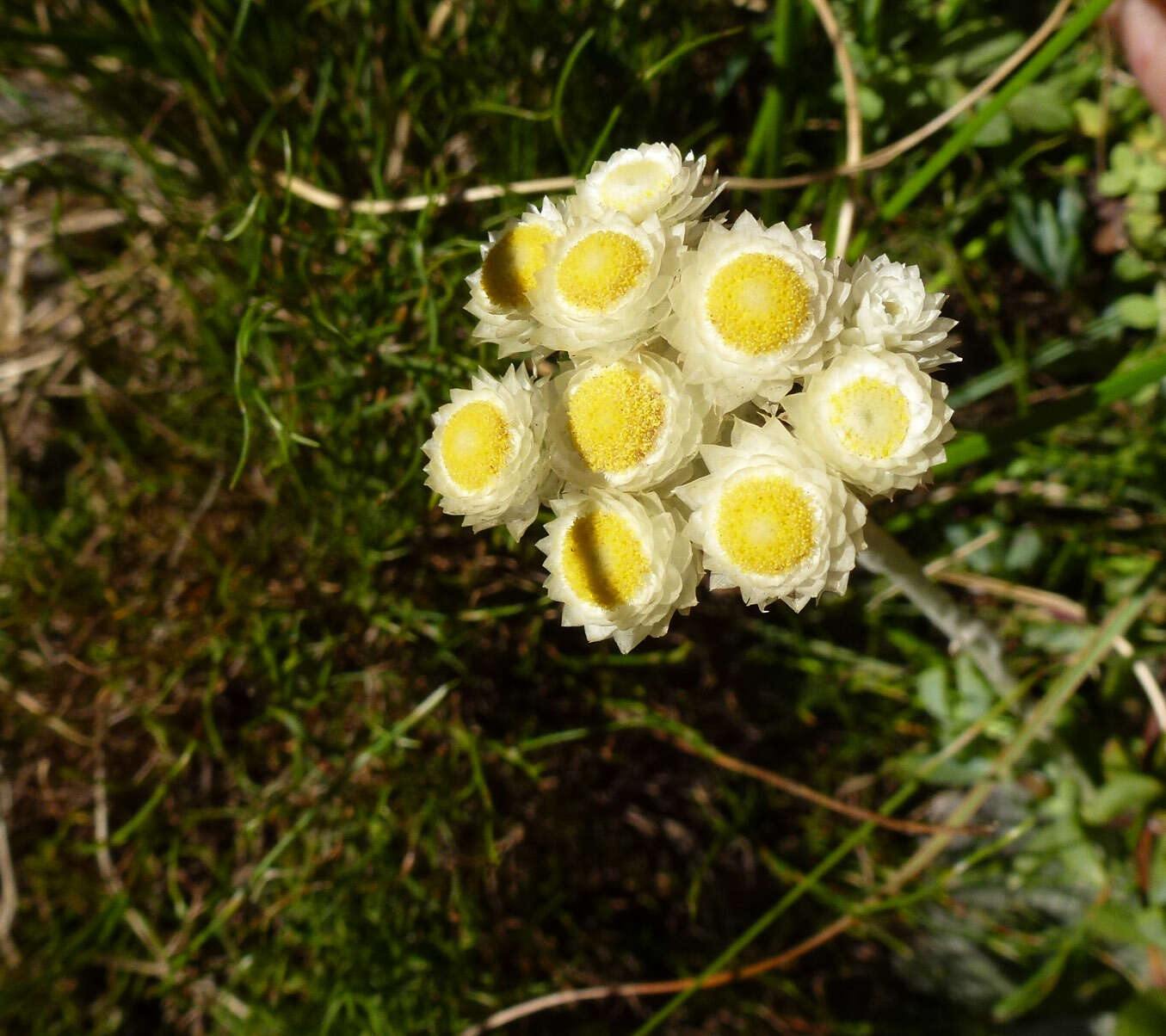 Слика од Helichrysum grandiflorum (L.) D. Don