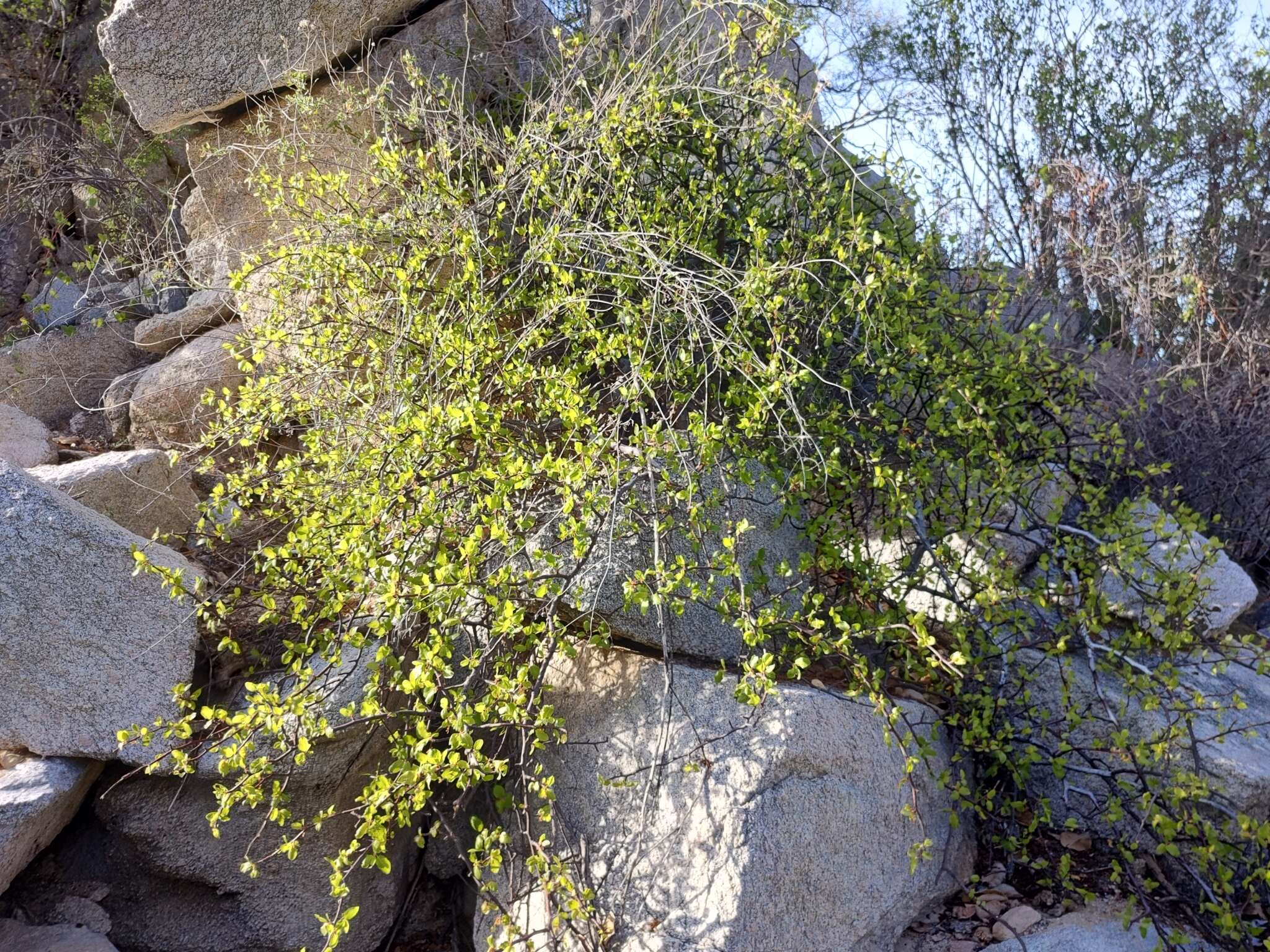 Image of Bursera rupicola León de la Luz