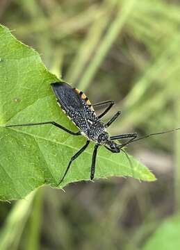 Plancia ëd Rhynocoris albopilosus (Signoret 1858)